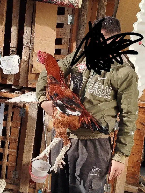 خروس لاری نصل دار|حیوانات مزرعه|رباط‌کریم, رباط‌کریم|دیوار