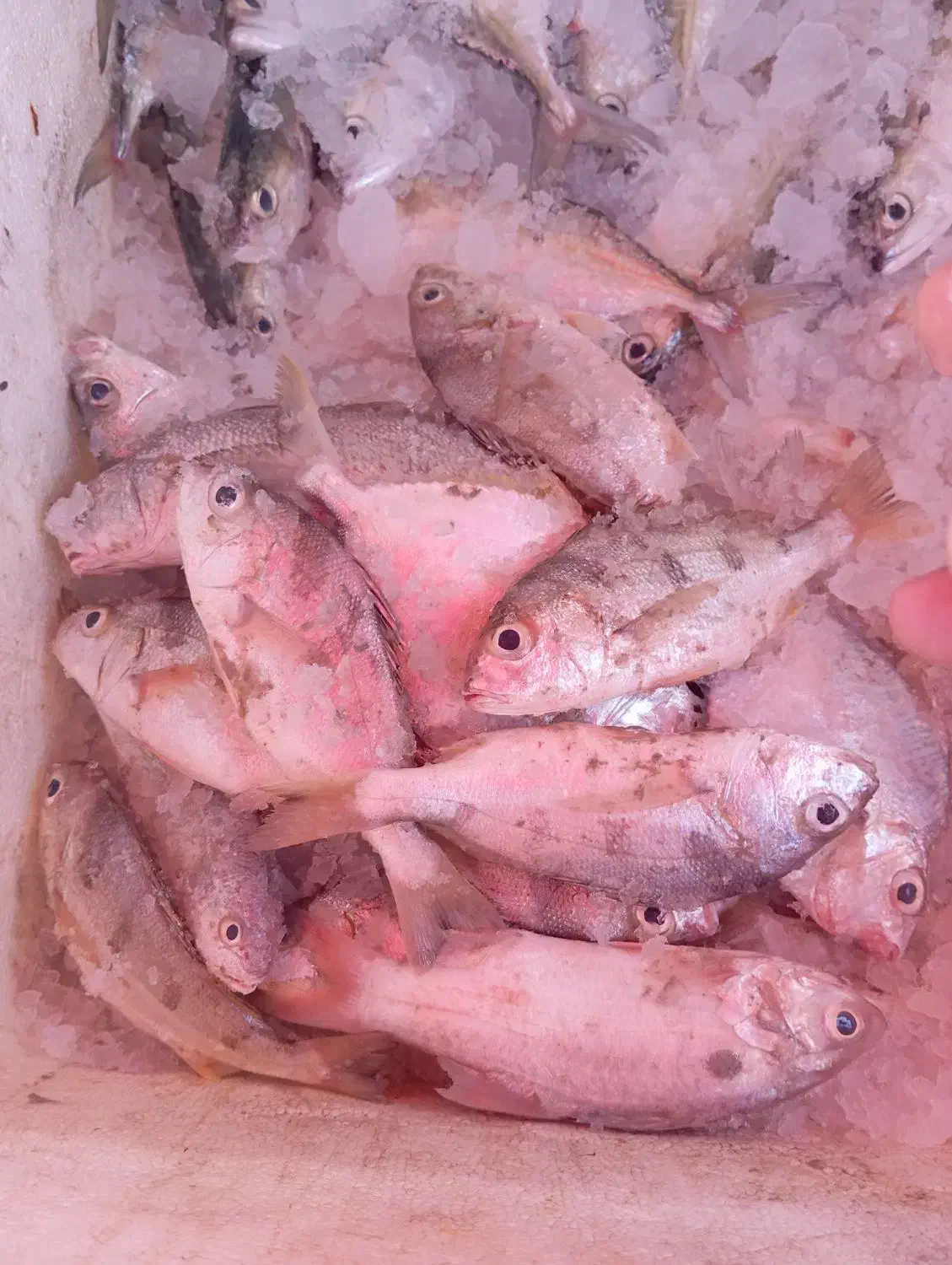 ماهی گور|ماهی|میناب, |دیوار