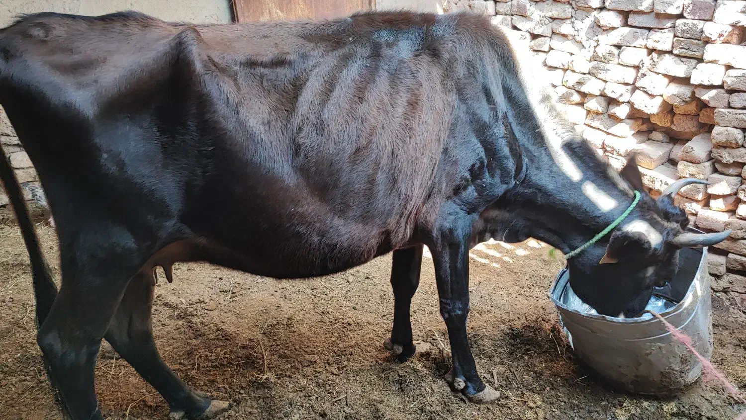 فروش یک عدد گاو و گوساله|حیوانات مزرعه|بم, |دیوار