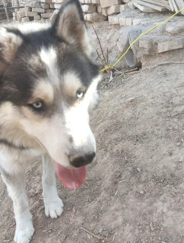 سگ نگهبان|سگ|مشهد, فرخد|دیوار