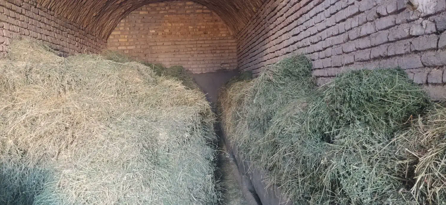 یونجه (بیده)|عمدهفروشی|تربت جام, میان جام|دیوار