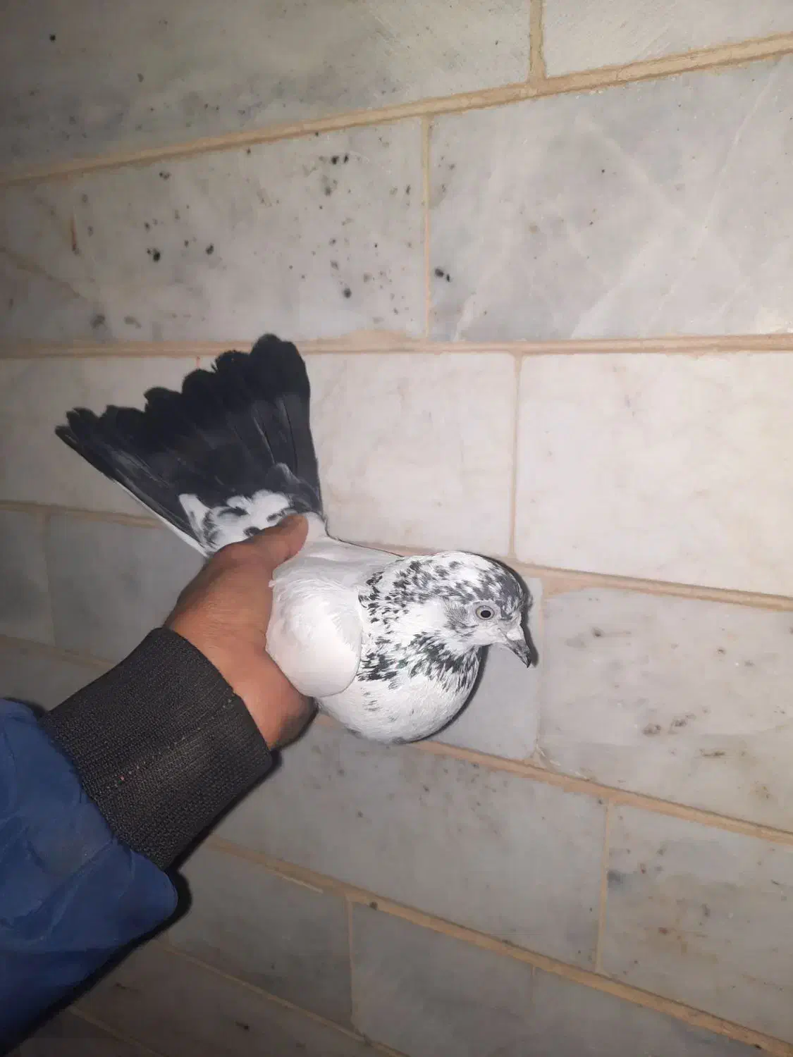 کبوتر|پرنده|شاهرود, |دیوار