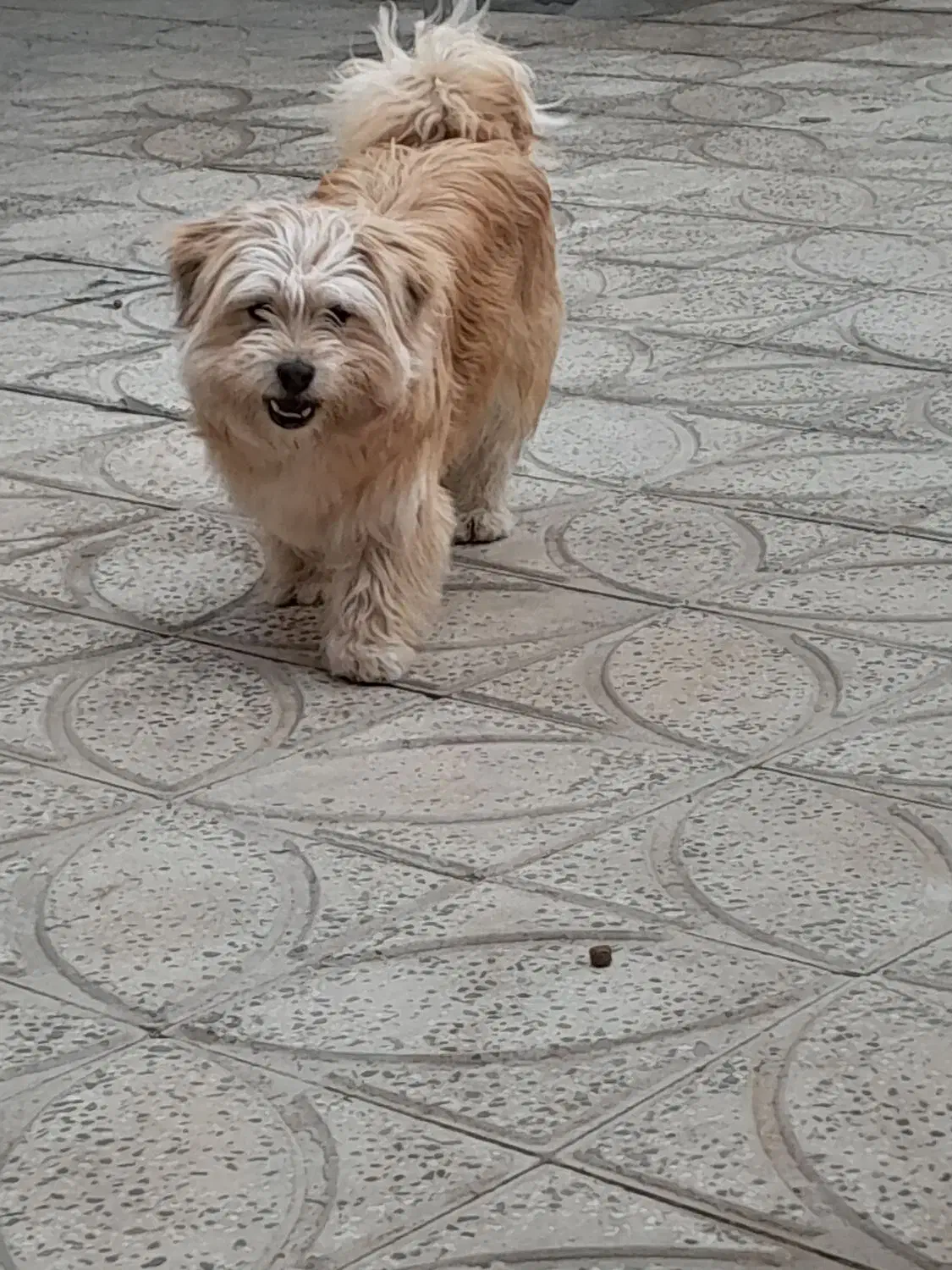 سگ .|سگ|معصومیه, |دیوار