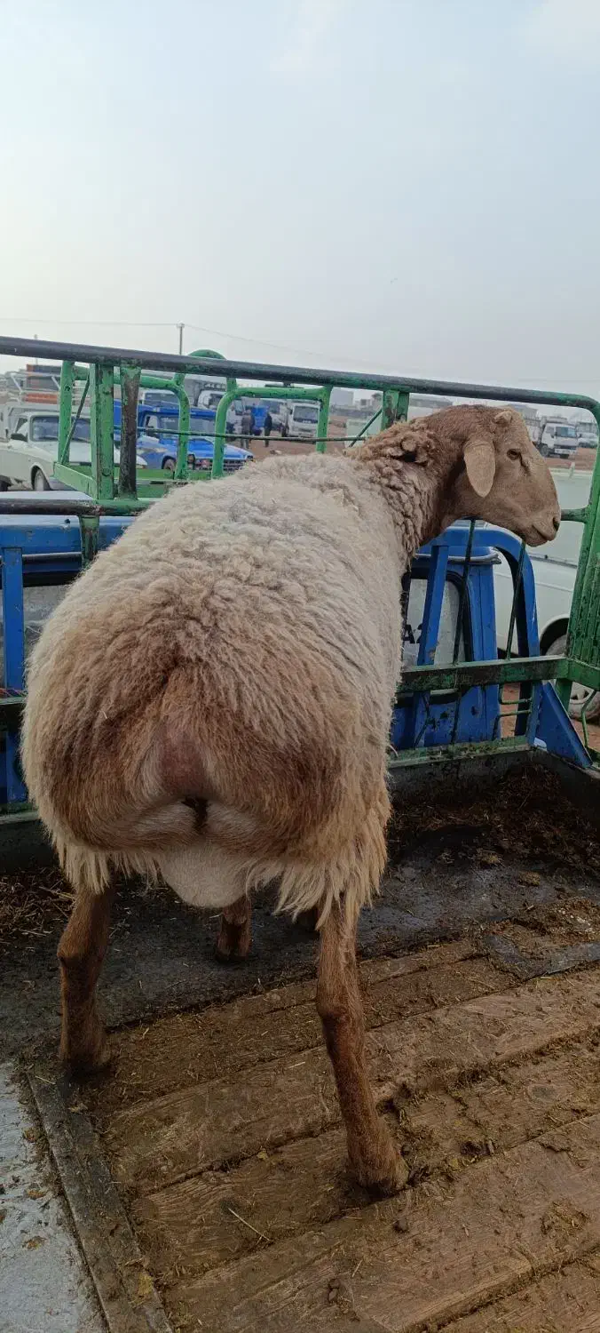 بره قوچ چینی|حیوانات مزرعه|کوهدشت, |دیوار