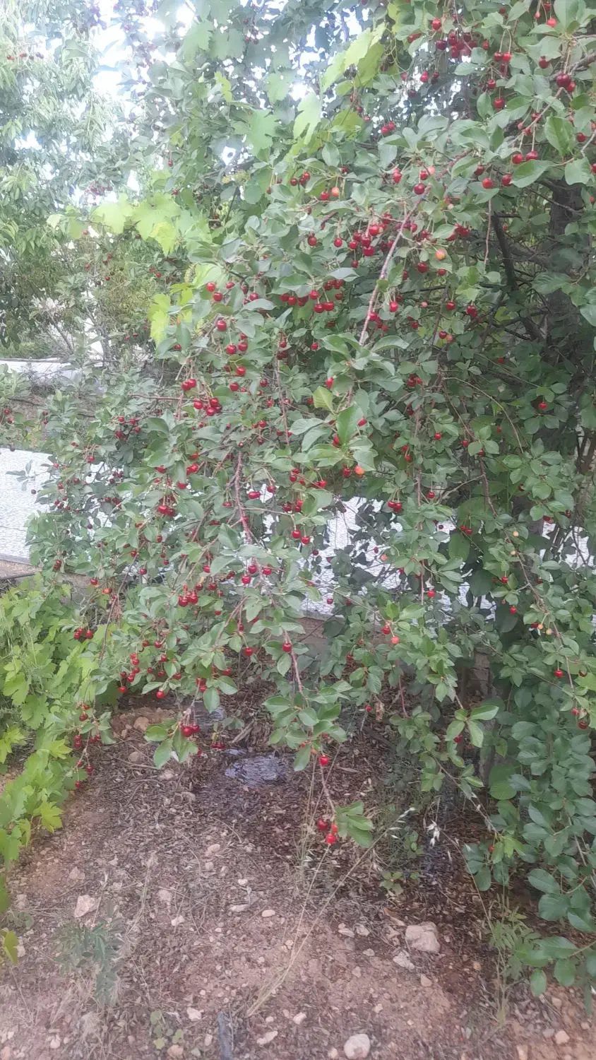 زمین مسکونی|فروش زمین و ملک کلنگی|همایجان, |دیوار