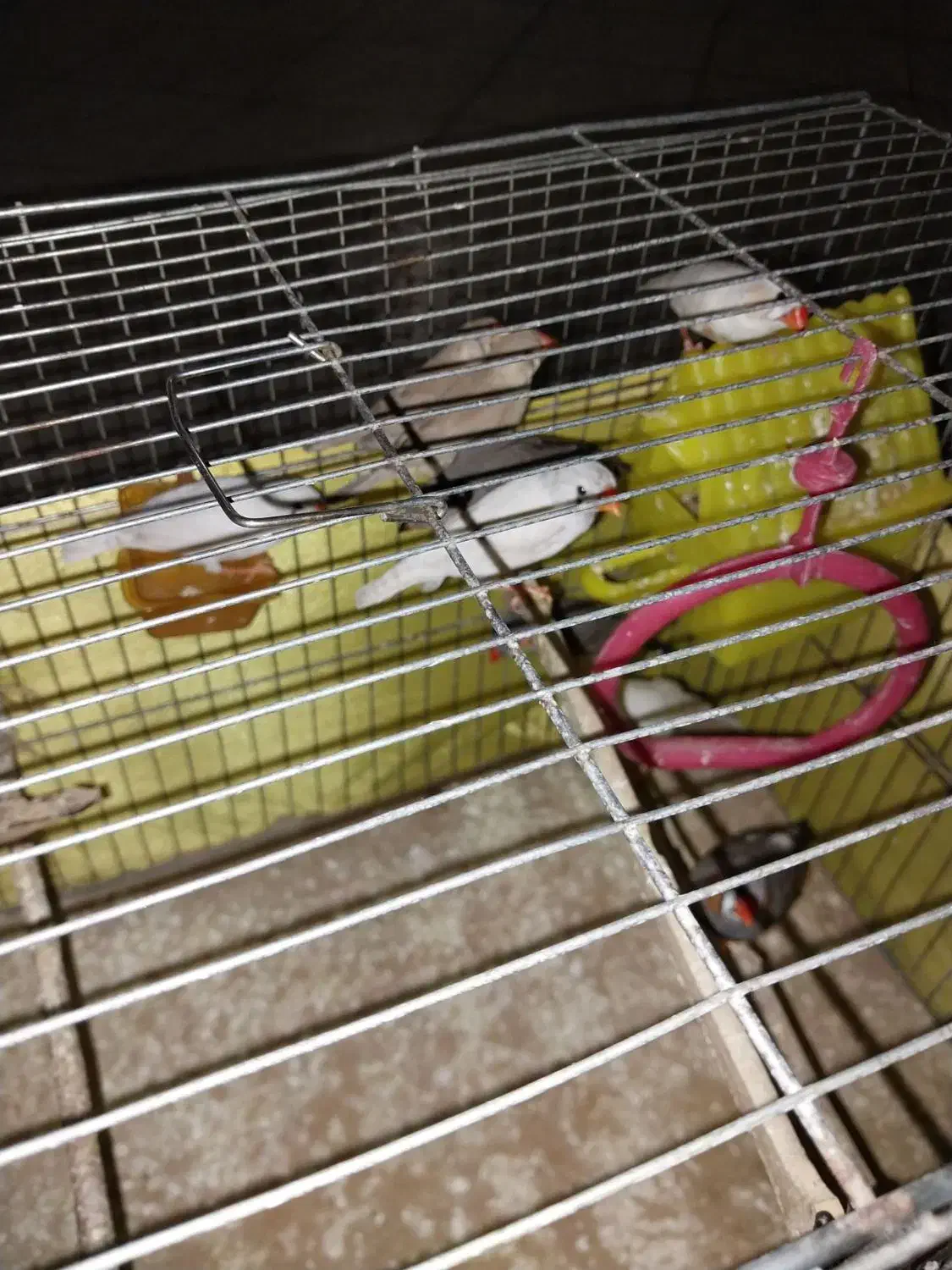 تعدادی فنچ نروماده زبرا  جهت فروش می باشد|پرنده|تهران, امیریه|دیوار