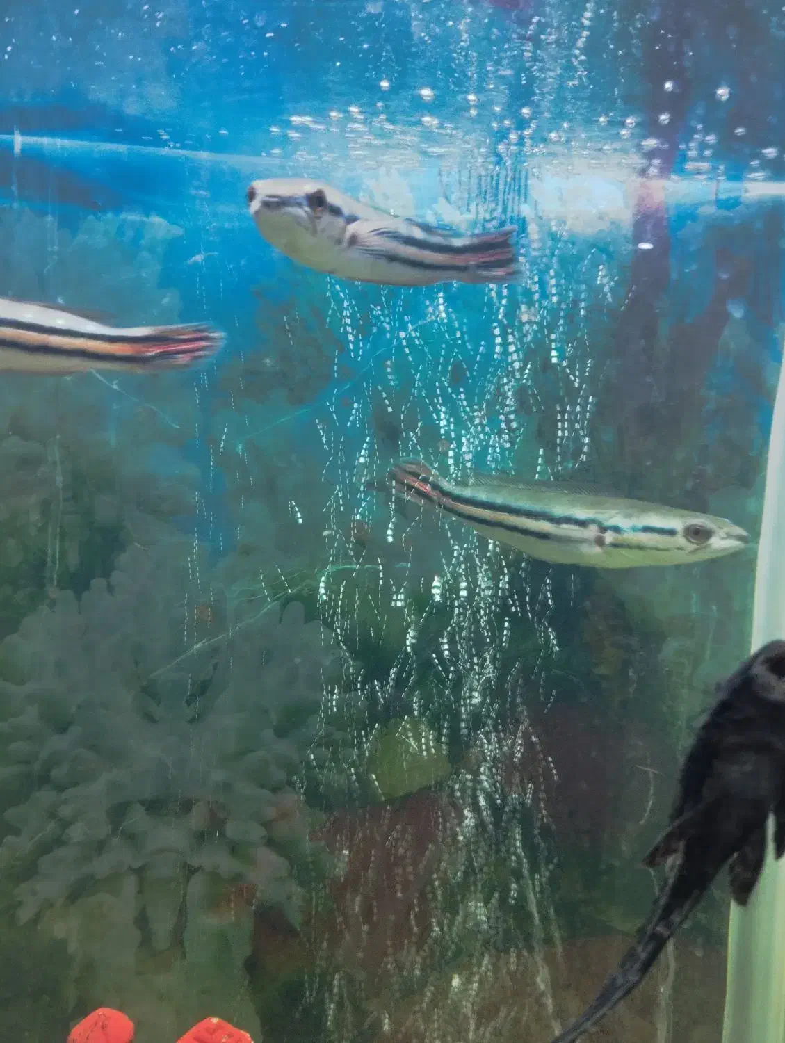 ماهی گوشتخوار وارداتی|ماهی|رباط‌کریم, رباط‌کریم|دیوار