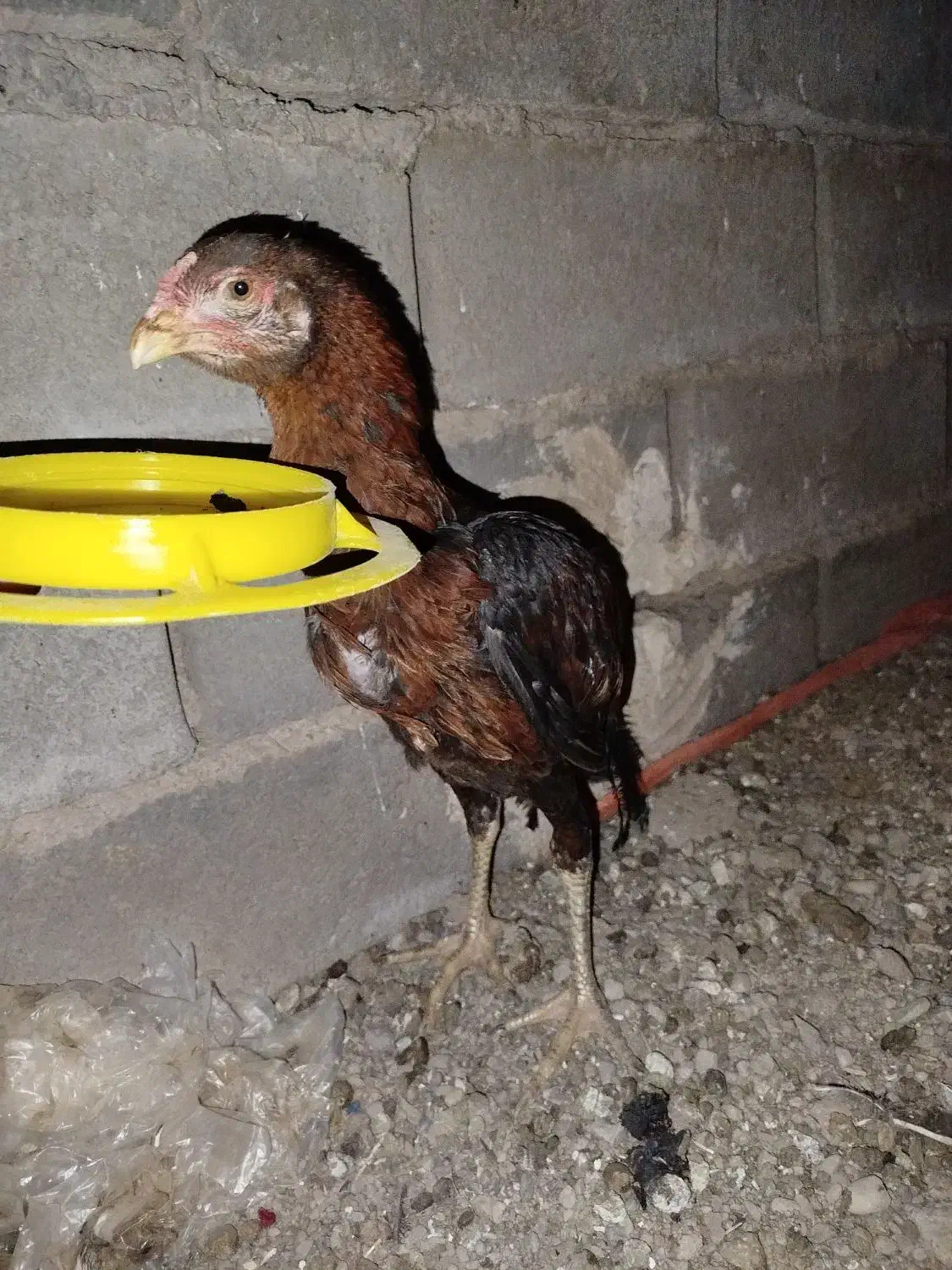 جوجه خروس لاری|حیوانات مزرعه|خواف, |دیوار