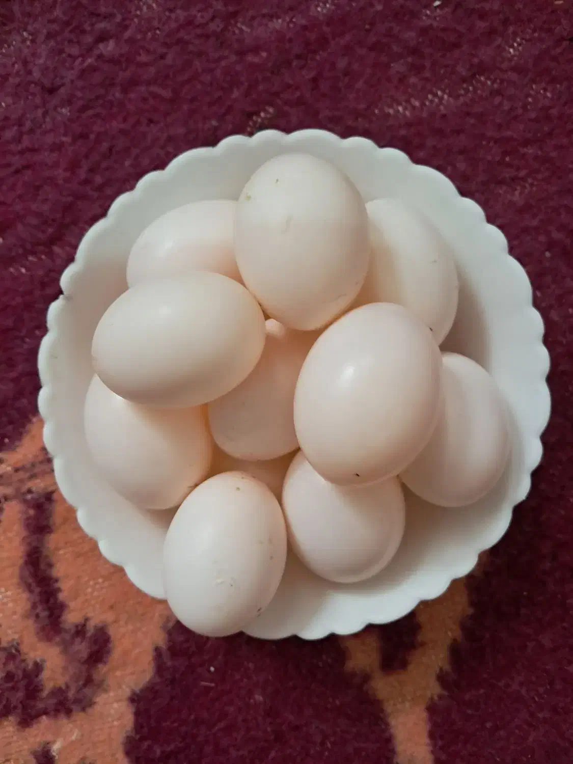 تخم کبوتر برای به حرف اومدن بچه لکنت زبان مفید|خوردنی و آشامیدنی|بناب, |دیوار