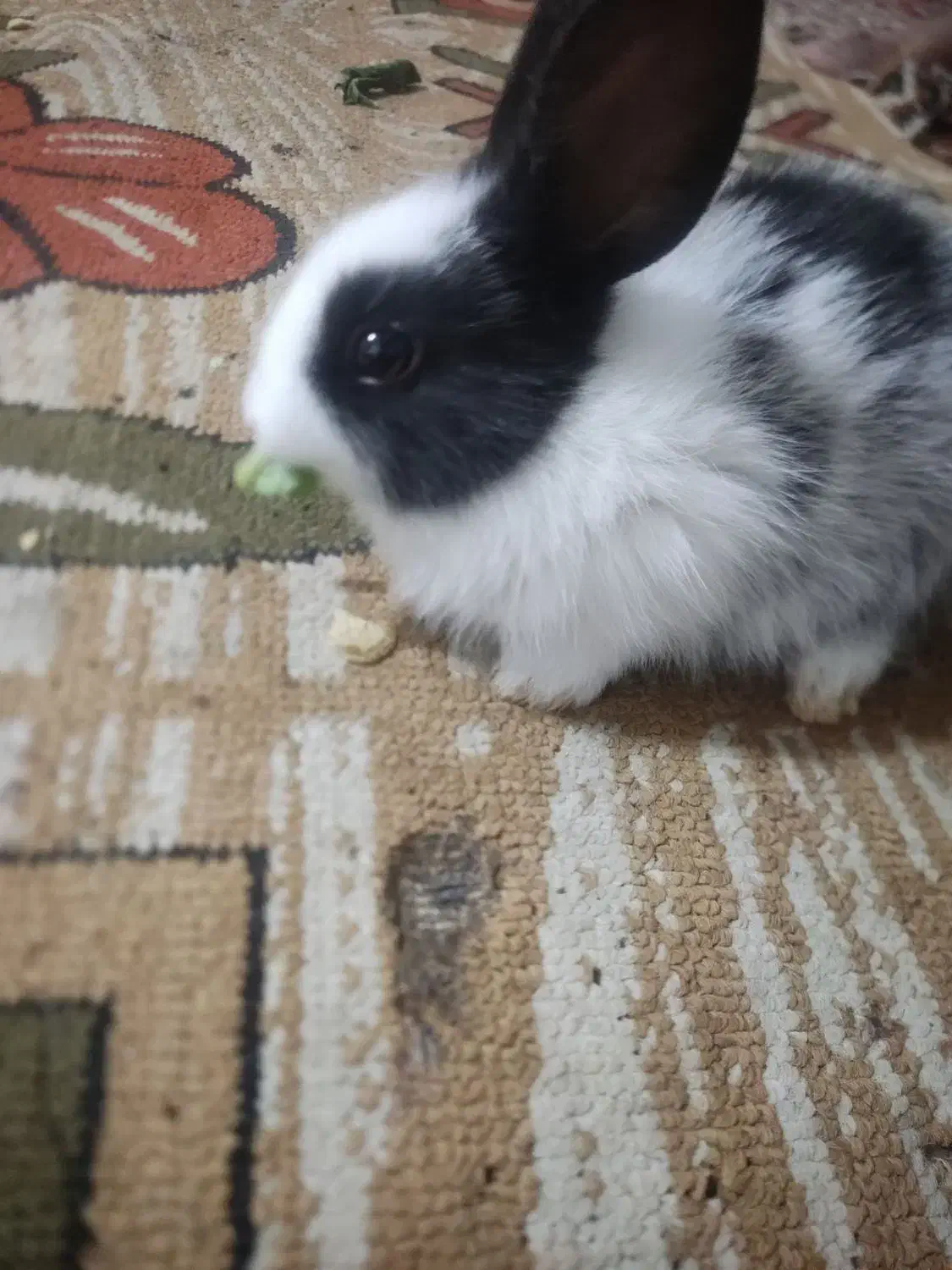 بچه خرگوش نیم لوپ|موش و خرگوش|کرمان, |دیوار