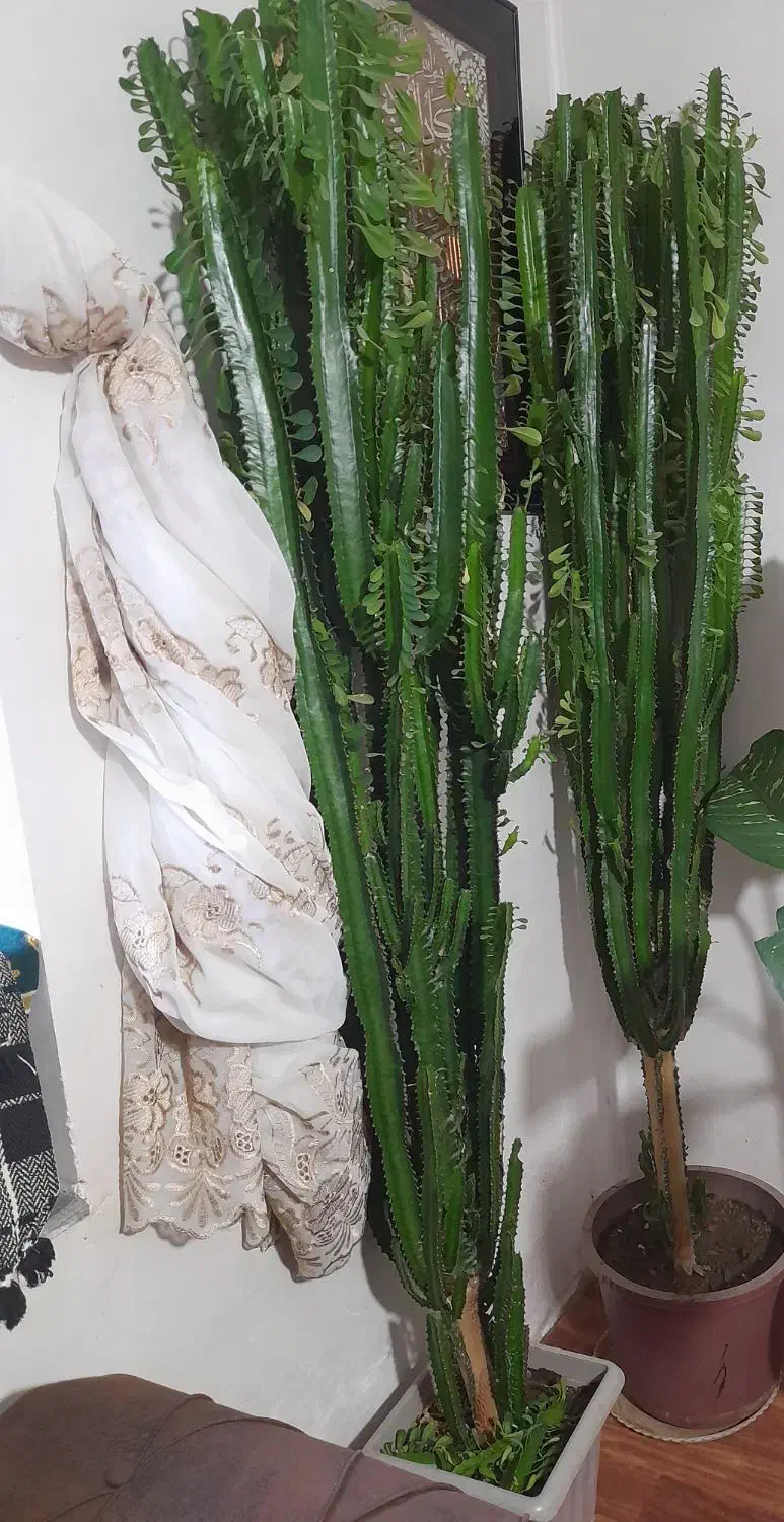 گل کاکتوس|گل و گیاه طبیعی|سیلوانه, |دیوار