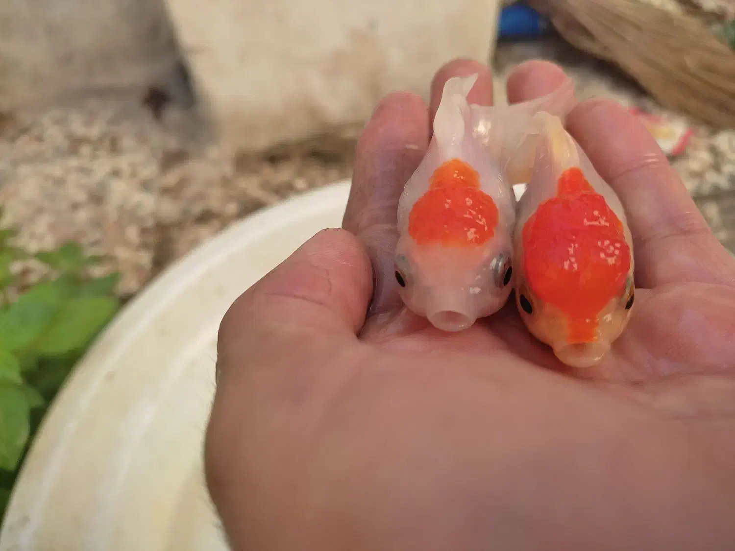 ماهی قرمزگلی|ماهی|رامیان, |دیوار