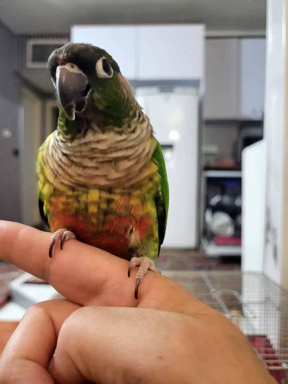 جفت گرینچیک  یلوساید رد سخنگو  قیمت تکی میباشد|پرنده|فردیس, شهرک شهید حسینی|دیوار