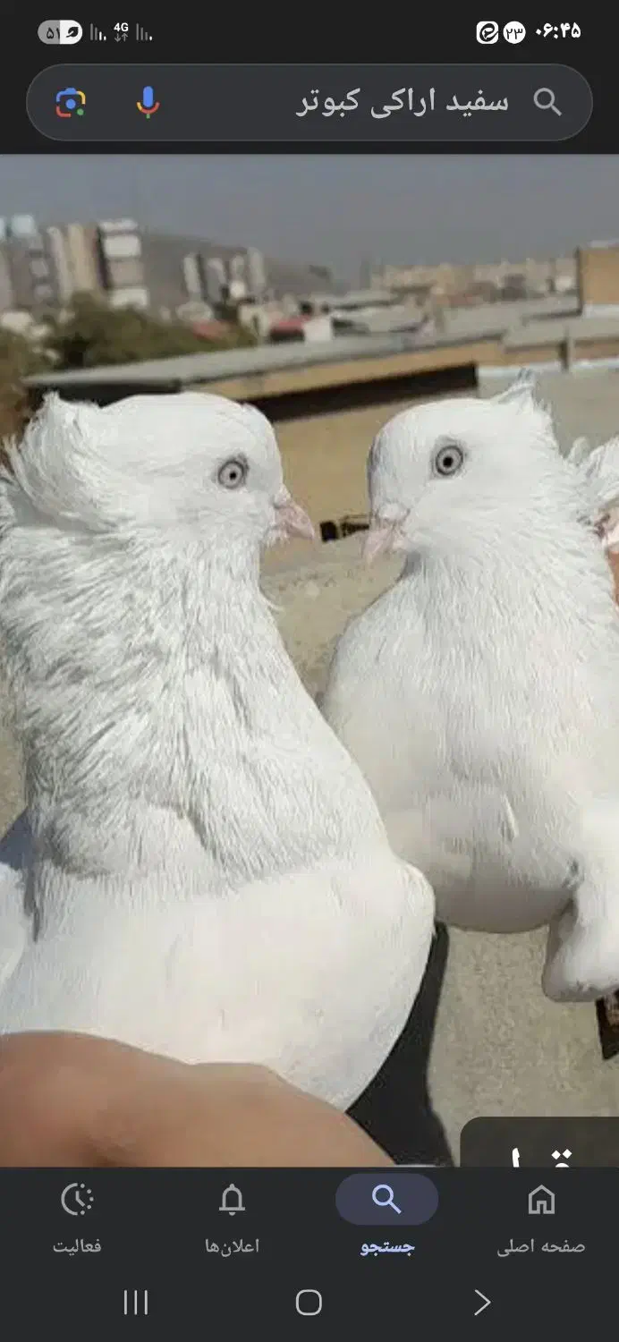 کفتر گمشده|پرنده|شیراز, شهرک مفتح|دیوار