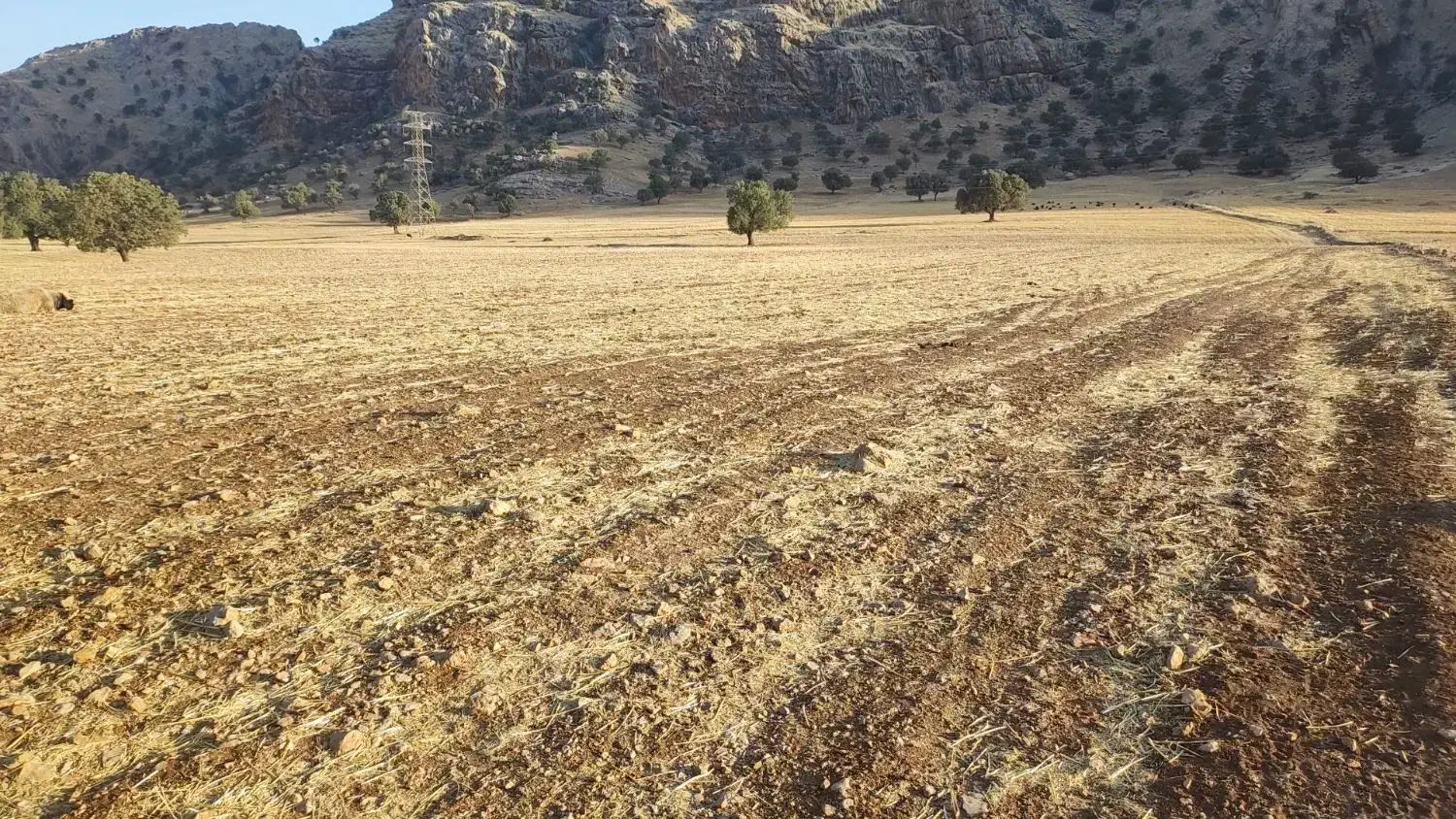 زمین کشاورزی|فروش دفتر صنعتی، کشاورزی، تجاری|ایذه, |دیوار