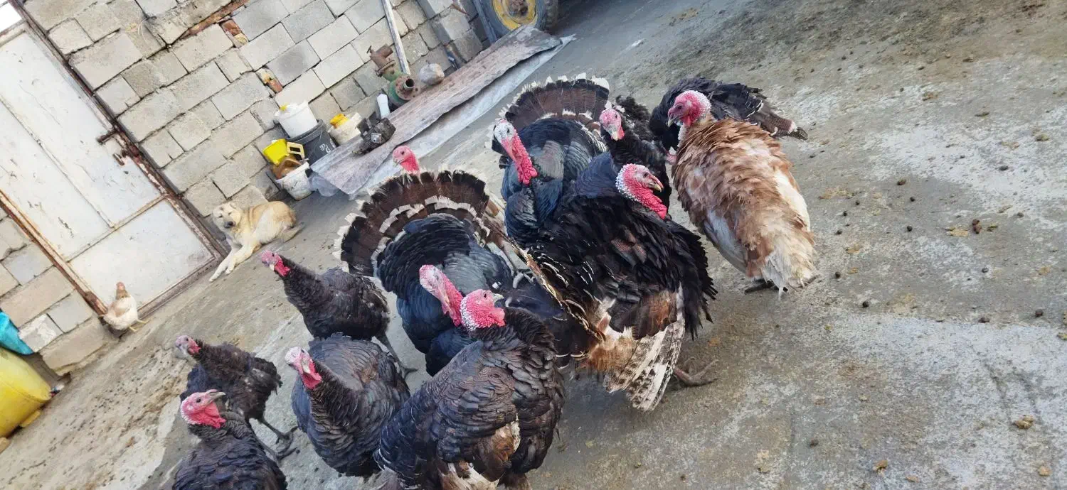 بوقلمون کوردی|حیوانات مزرعه|کامیاران, |دیوار