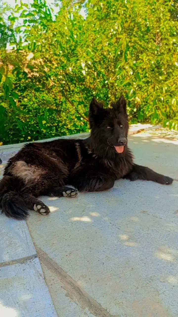 سگ ژرمن|سگ|کرمانشاه, |دیوار