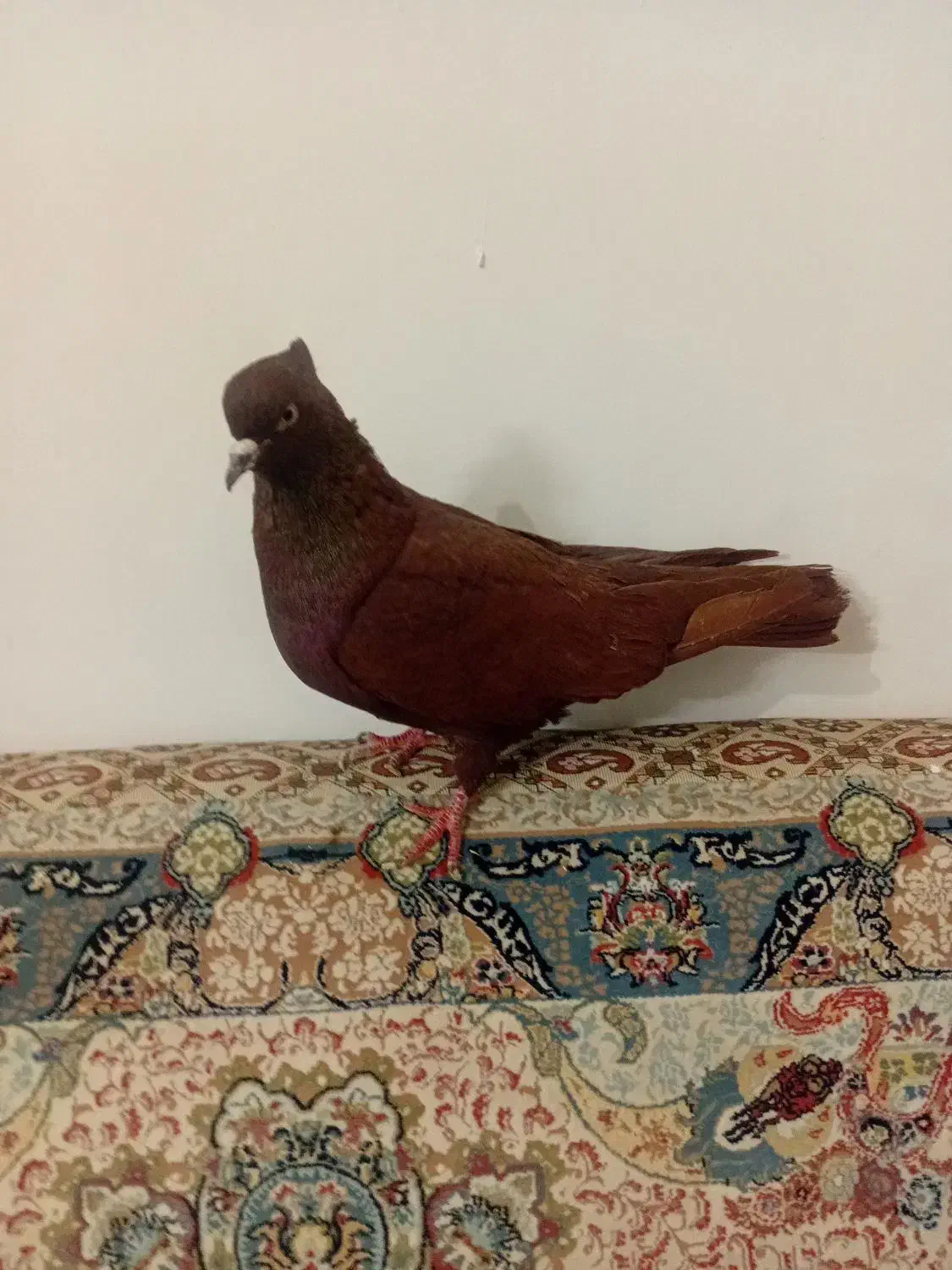 نر سرخ|حیوانات|بروجرد, |دیوار