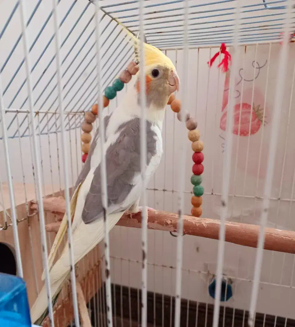 طوطی عروس هلندی|پرنده|اهواز, پردیس|دیوار