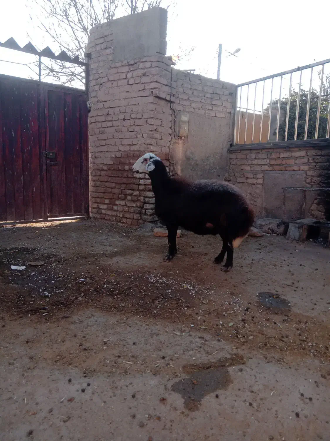 میش /گوسفند/ قوچ خورده/اصل بروجردی|حیوانات مزرعه|بجنورد, |دیوار