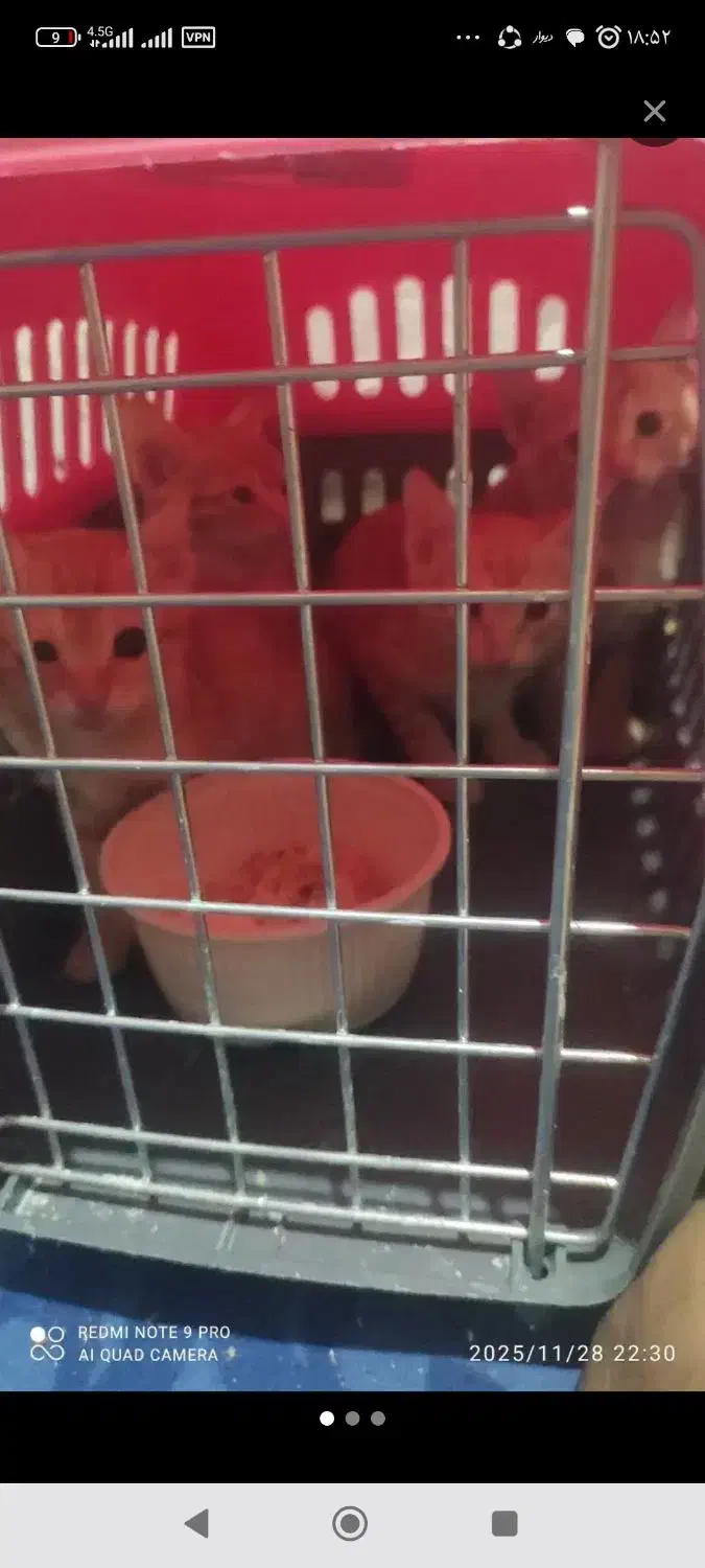 واگذاری  گربه نارنجی|گربه|اهواز, مجاهد|دیوار