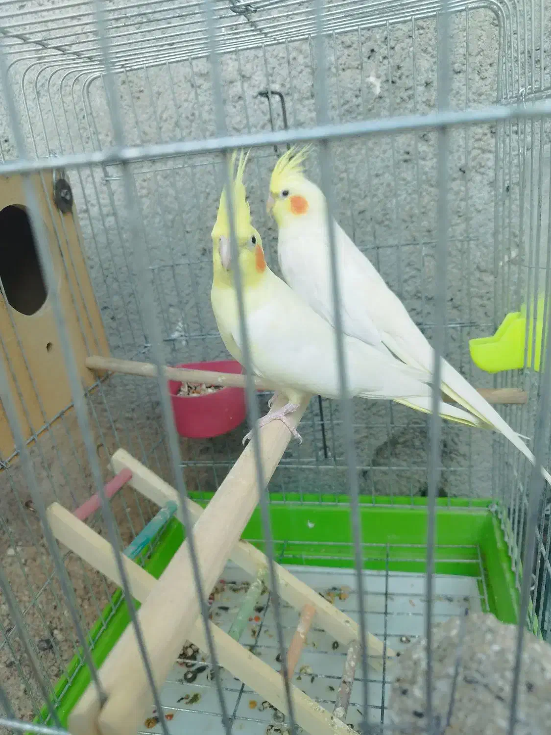 عروس پاریس هلندی|پرنده|اهواز, گلدشت|دیوار