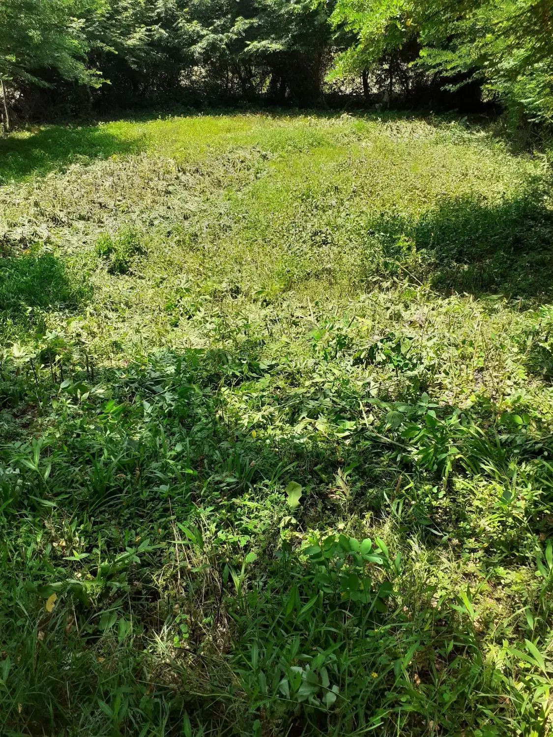 زمین ۸۴۰ متری در جاده ماسوله|فروش زمین و ملک کلنگی|ماکلوان, |دیوار