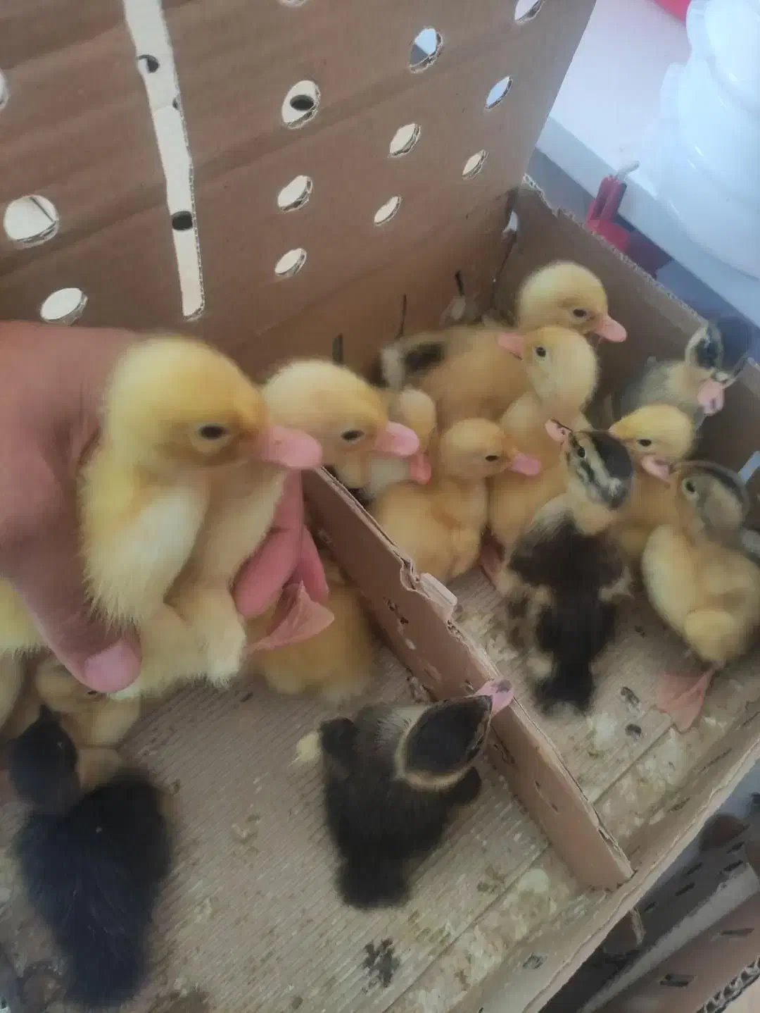 جوجه اردک پکنی محلی یک روزه|حیوانات مزرعه|آمل, |دیوار