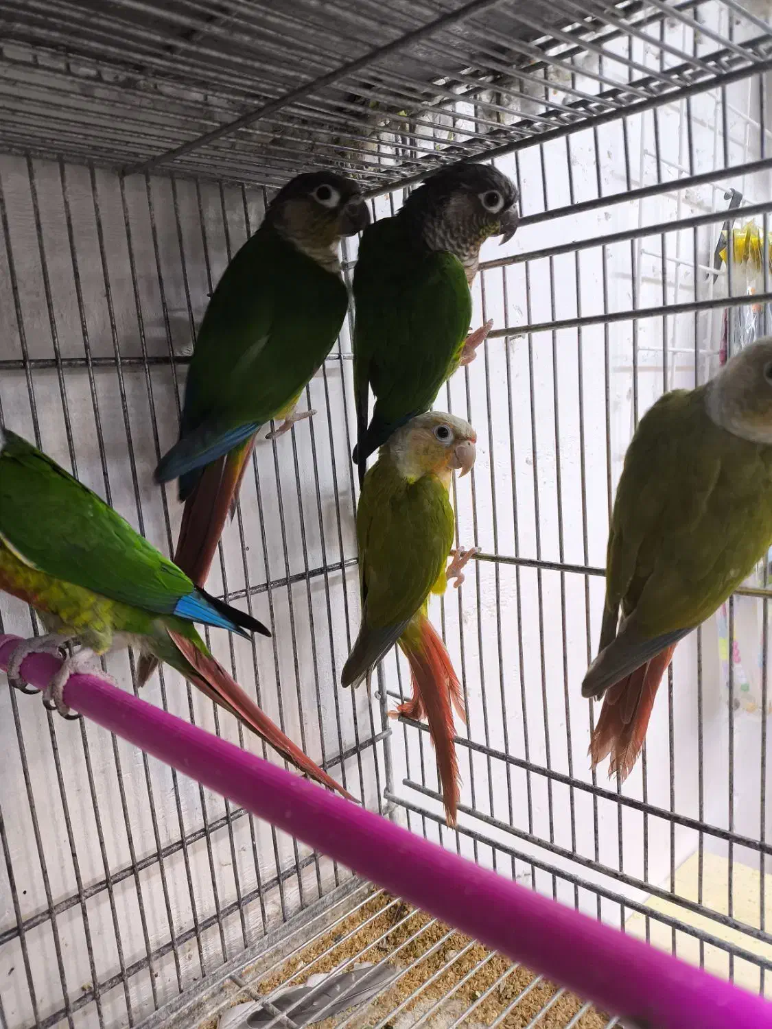 فروش انواع گرینچیک رام با رنگ های خاص|پرنده|اردبیل, |دیوار