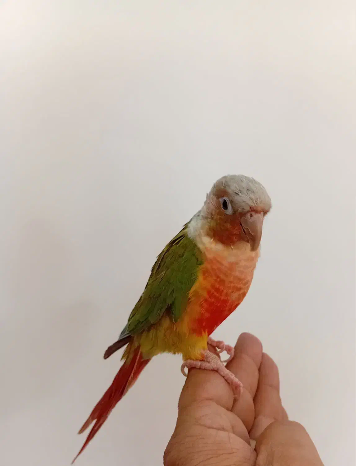 طوطی گرینچیک|پرنده|حمیدیا, |دیوار