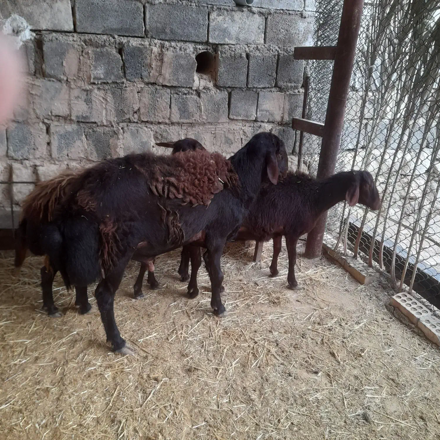 فروشیکراسقوچ|حیوانات مزرعه|صالح آباد (ایلام), |دیوار