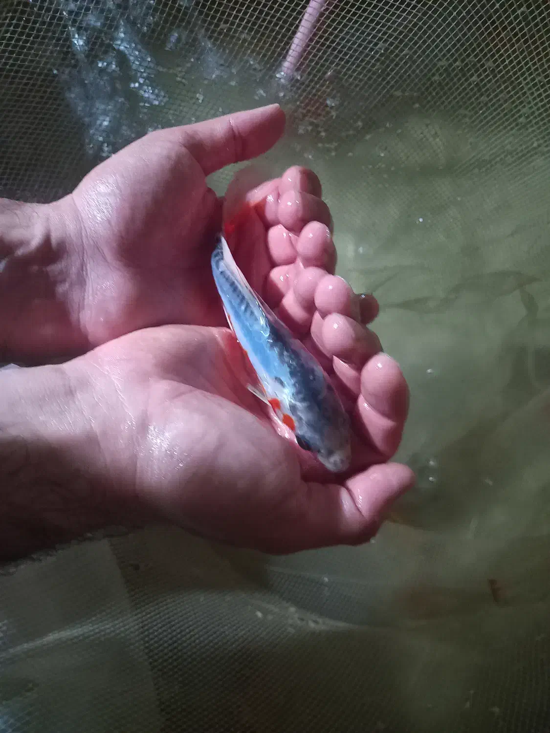 ماهی کوی|ماهی|مشهد, حجت|دیوار