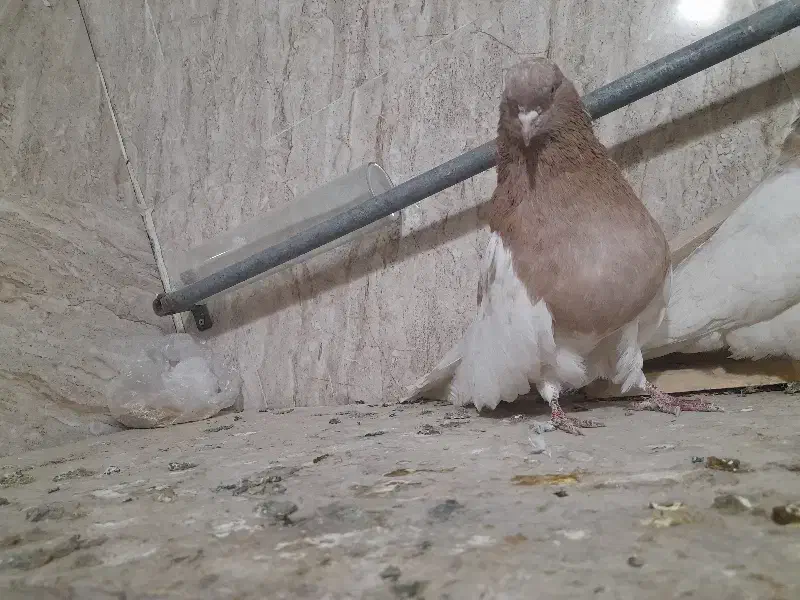 کبوتر کله دار|پرنده|فامنین, |دیوار