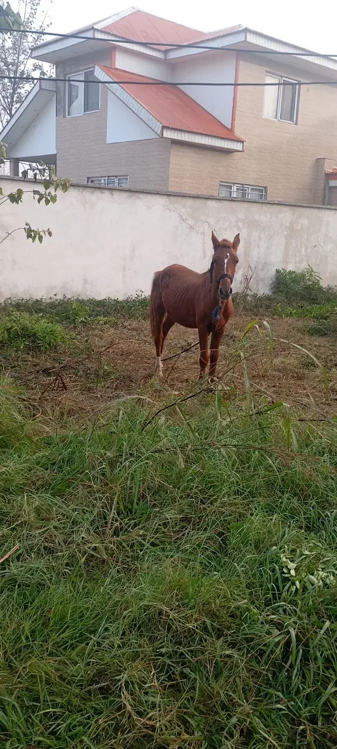 اسب نرجوان|اسب و تجهیزات اسبسواری|سنگر, |دیوار