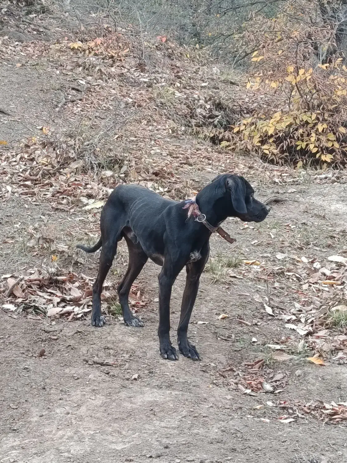 توله انگلیس المان|سگ|مینودشت, |دیوار