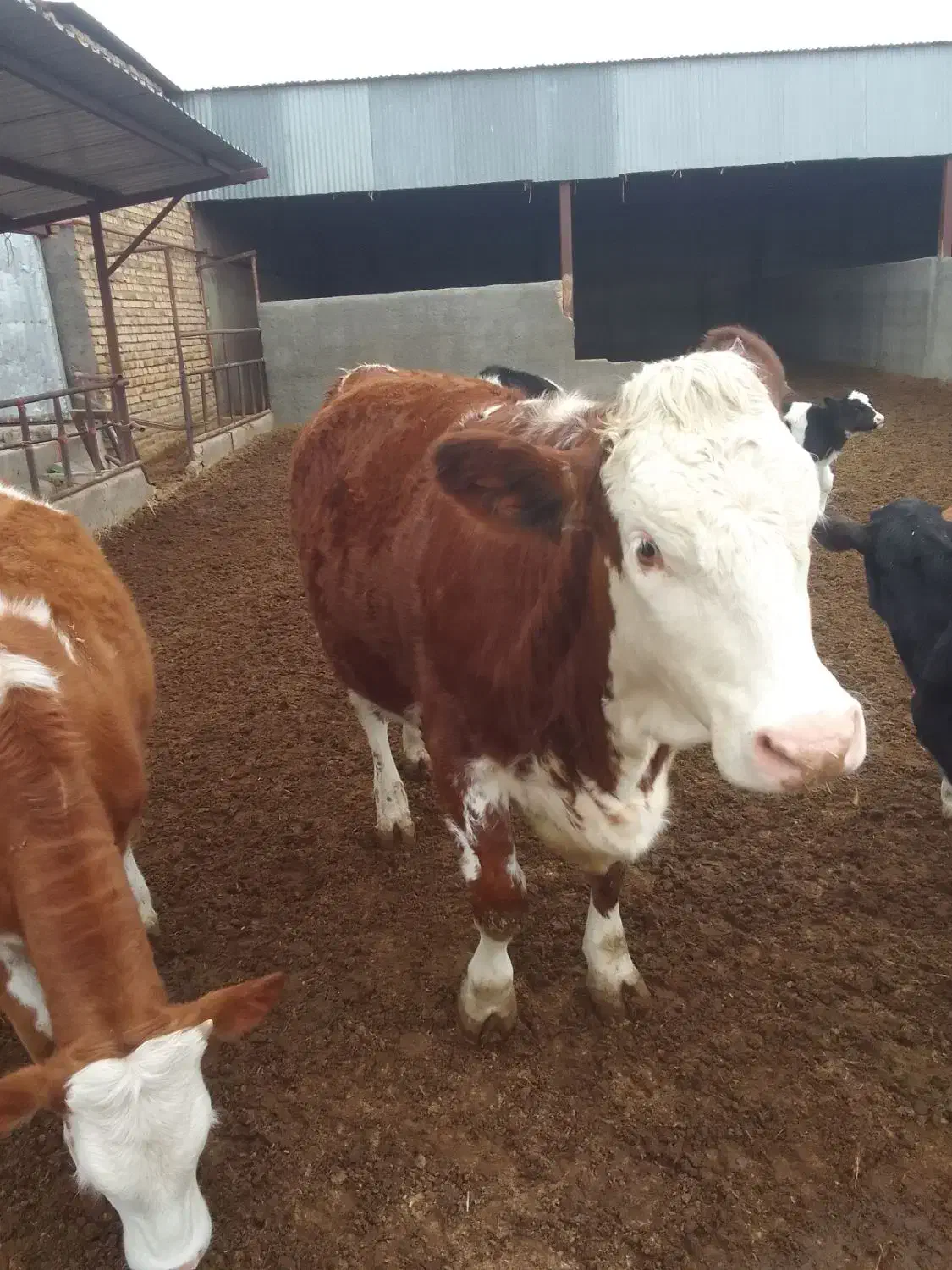 گاو سیمینتال|حیوانات مزرعه|بوئین زهرا, |دیوار