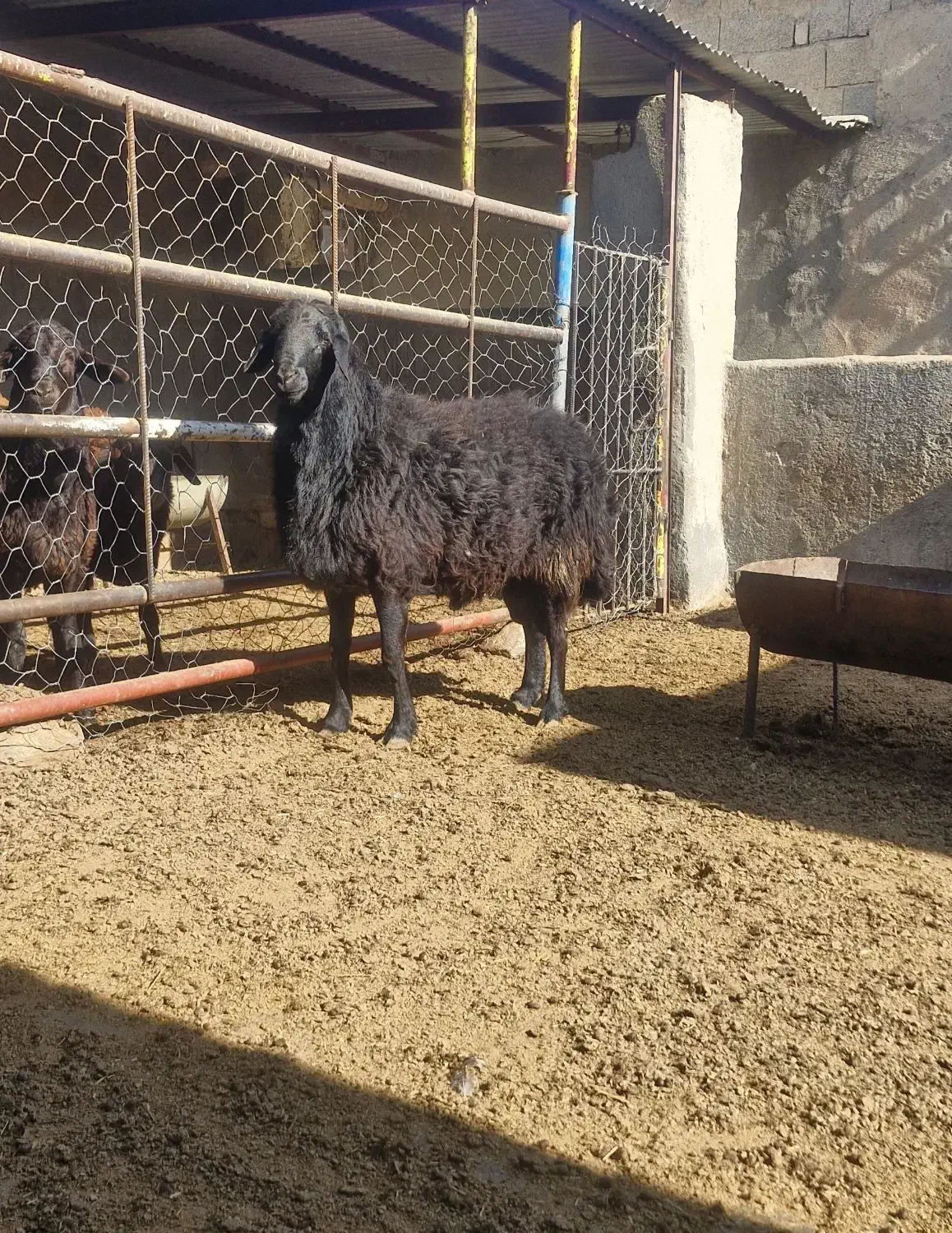 قوچ|حیوانات مزرعه|بسطام, |دیوار