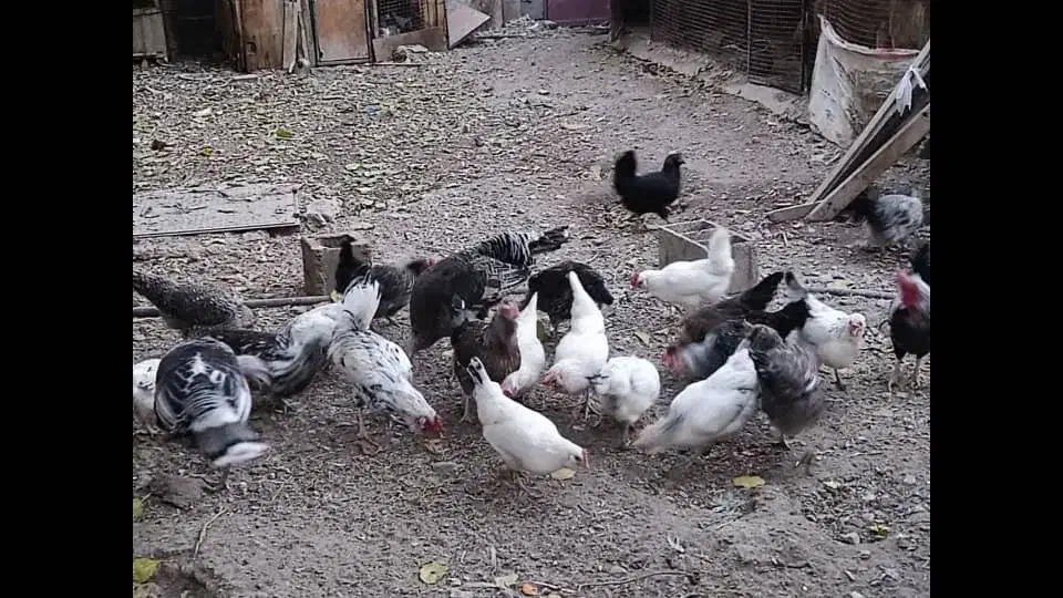 فروش مرغ محلی|حیوانات مزرعه|رودهن, |دیوار