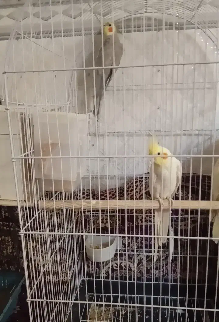 عروس هلندی معاوظه با کفتر|پرنده|جوادآباد, |دیوار