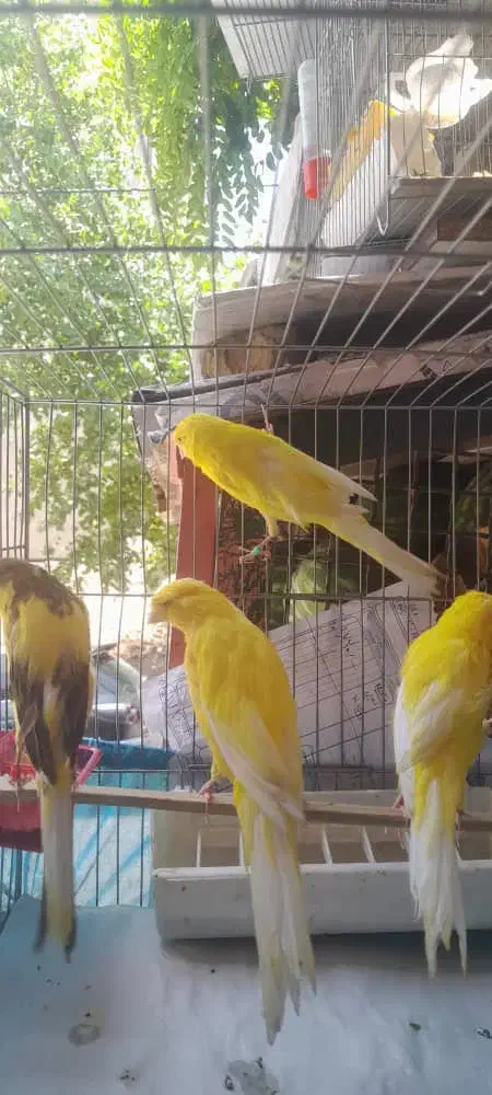 قناری رسمی بلند|پرنده|تهران, حصارک|دیوار