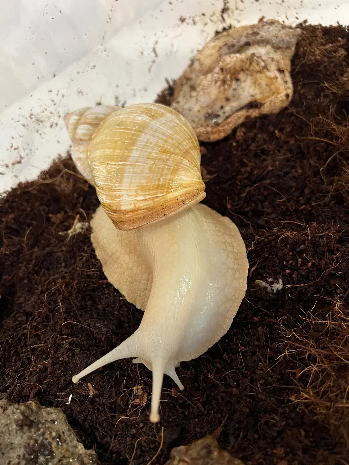 حلزون پرورشی|خزنده|ساری, |دیوار