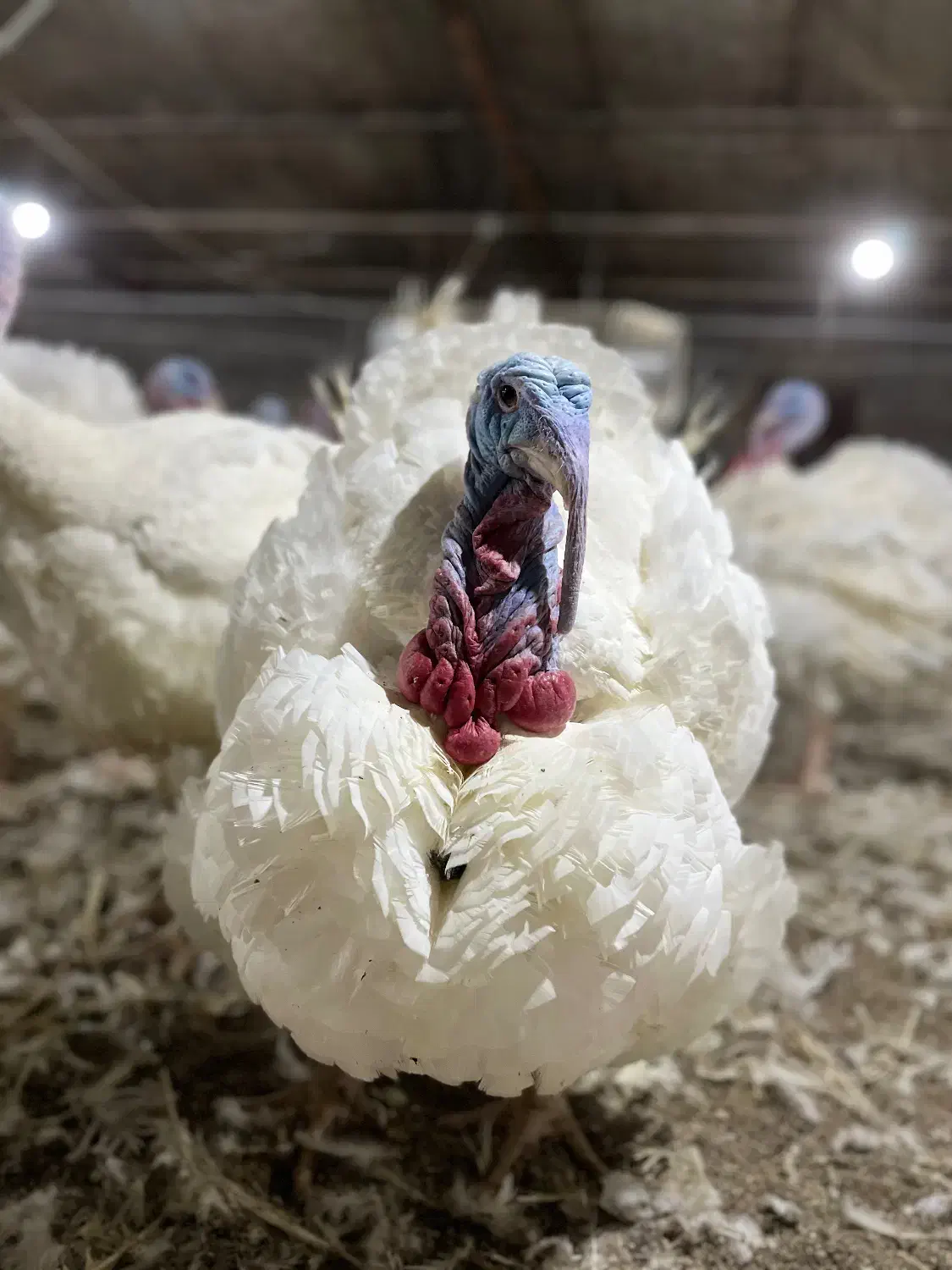 بوقلمون گوشتی|حیوانات مزرعه|تربتحیدریه, کلاته توکلی|دیوار