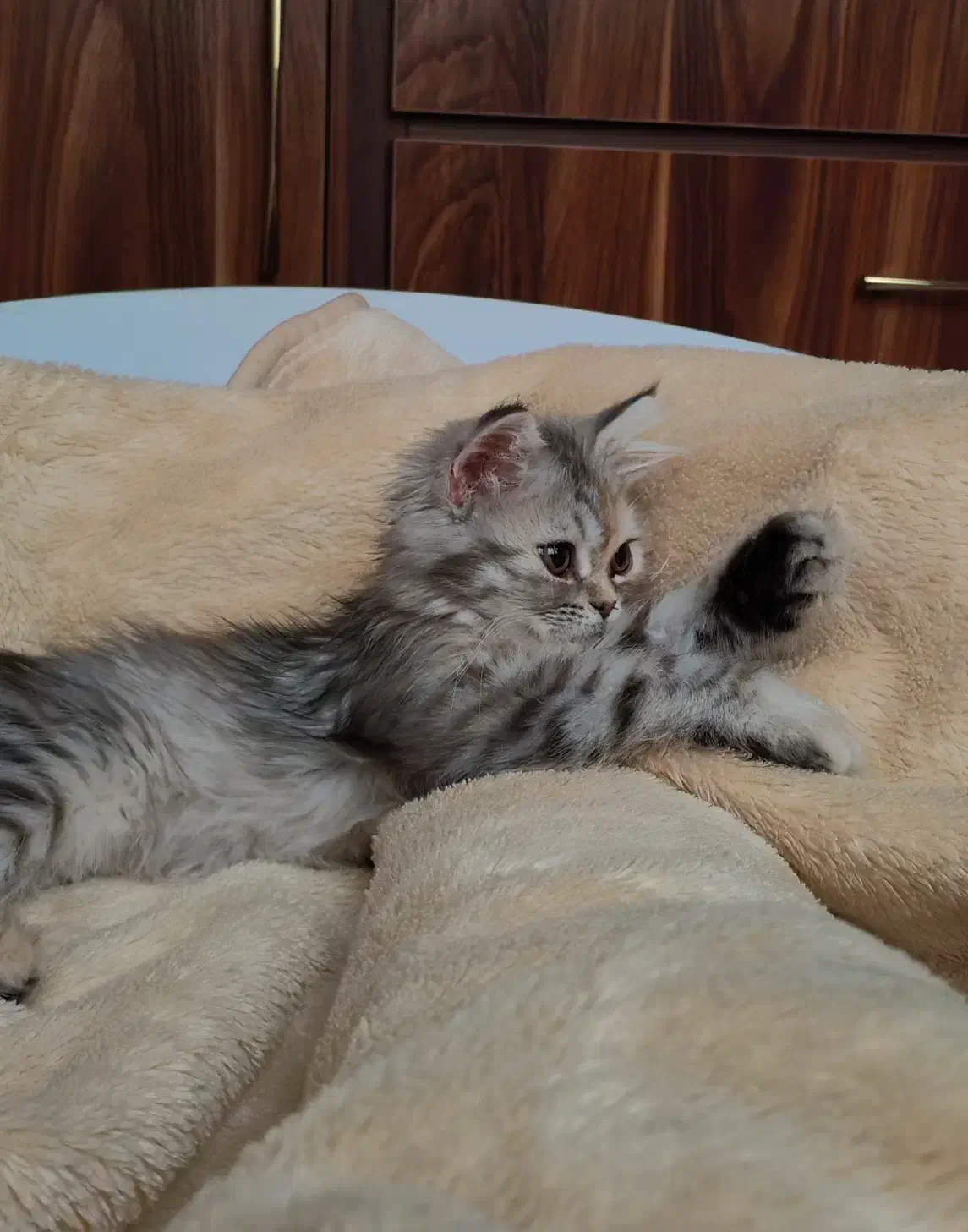 گربه|گربه|کرمانشاه, |دیوار