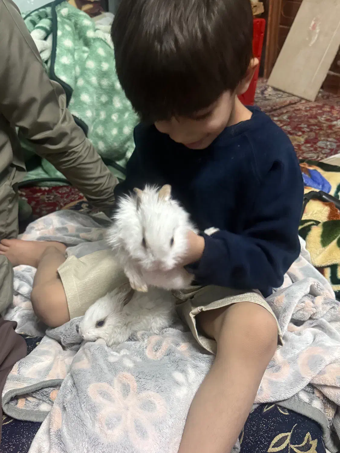 خرگوش|موش و خرگوش|چابهار, |دیوار