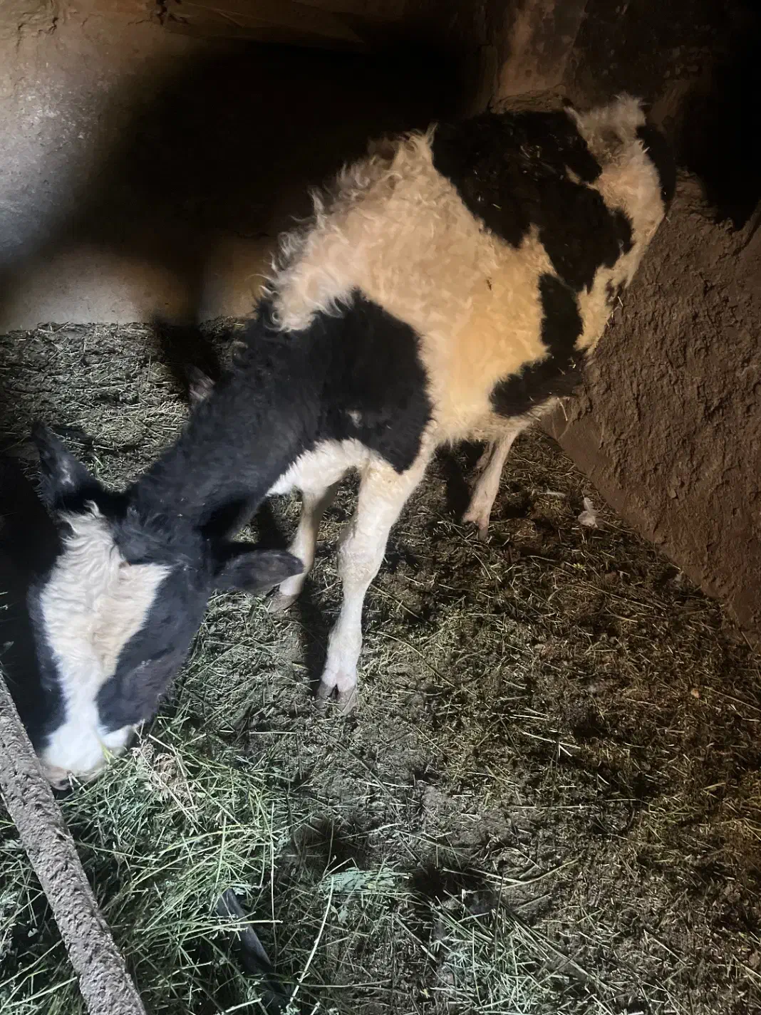 یک گوساله اصلاح شده داشتی|حیوانات مزرعه|ماهان, |دیوار