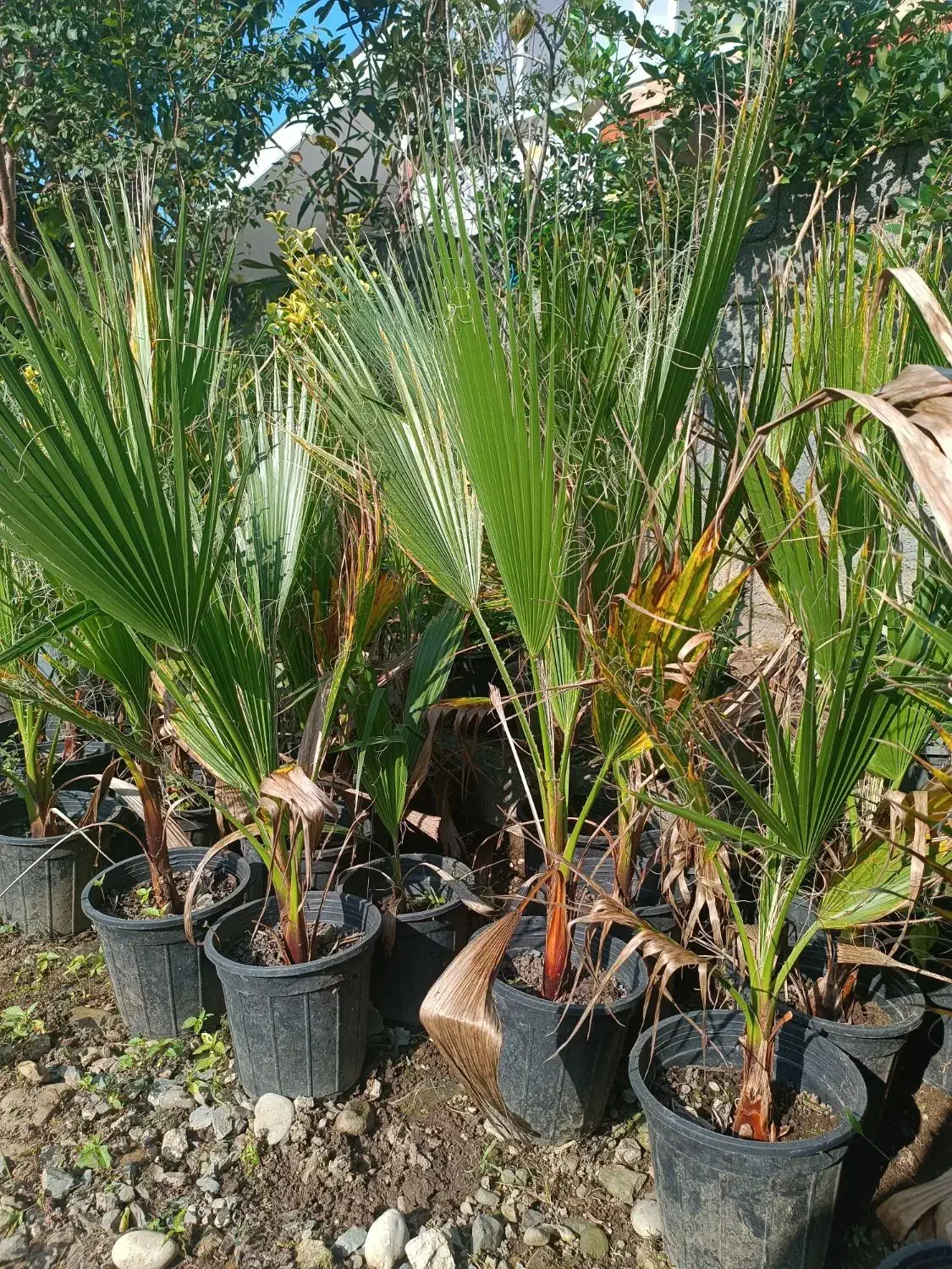 پالم واشنگتن|گل و گیاه طبیعی|واجارگاه, |دیوار