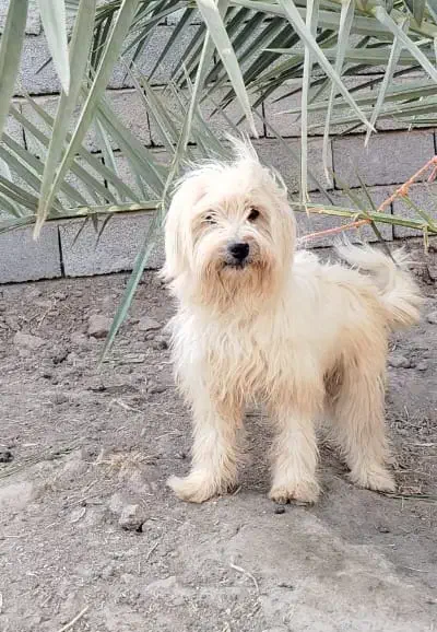 سگ پاکوتاه باهوش|سگ|بم, |دیوار