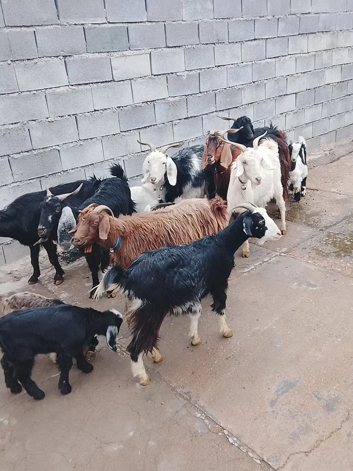 بزوبیگ|حیوانات مزرعه|دزفول, |دیوار