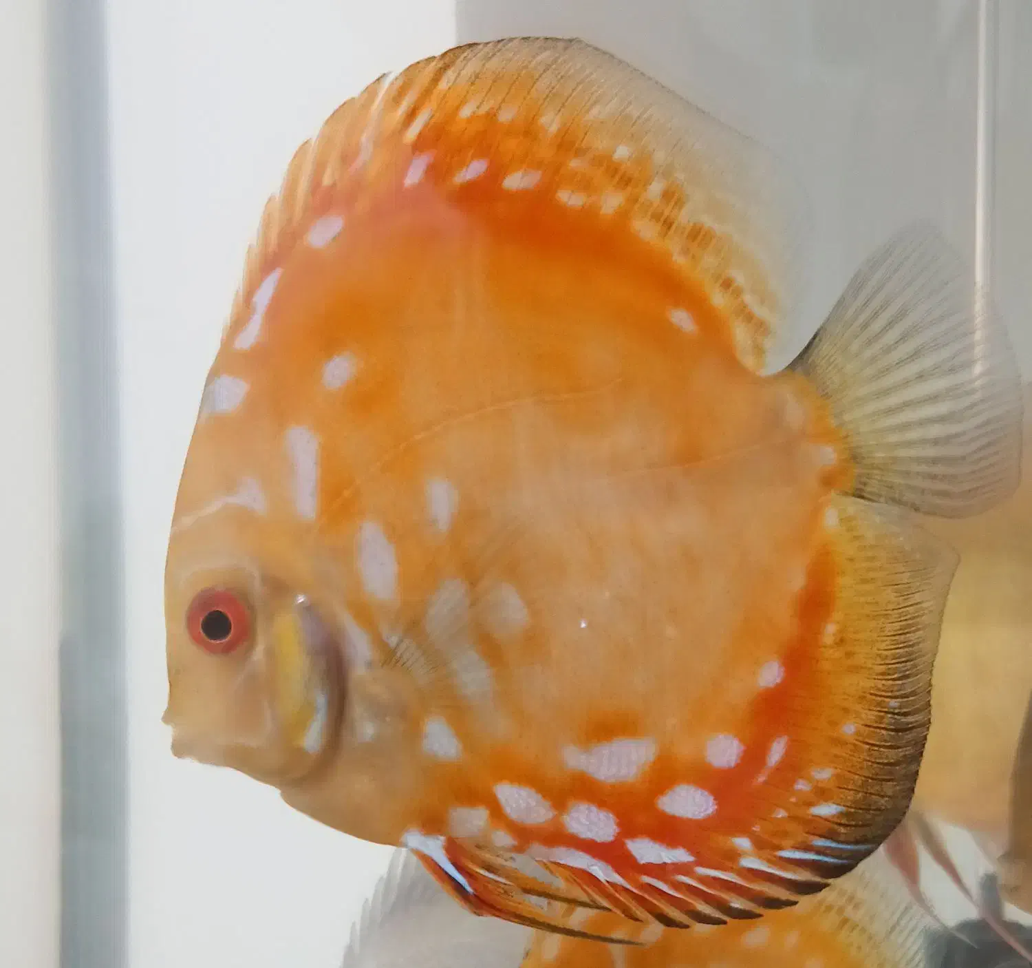 سلام ماهی دیسکس ۵ اینچ|ماهی|کرمانشاه, |دیوار