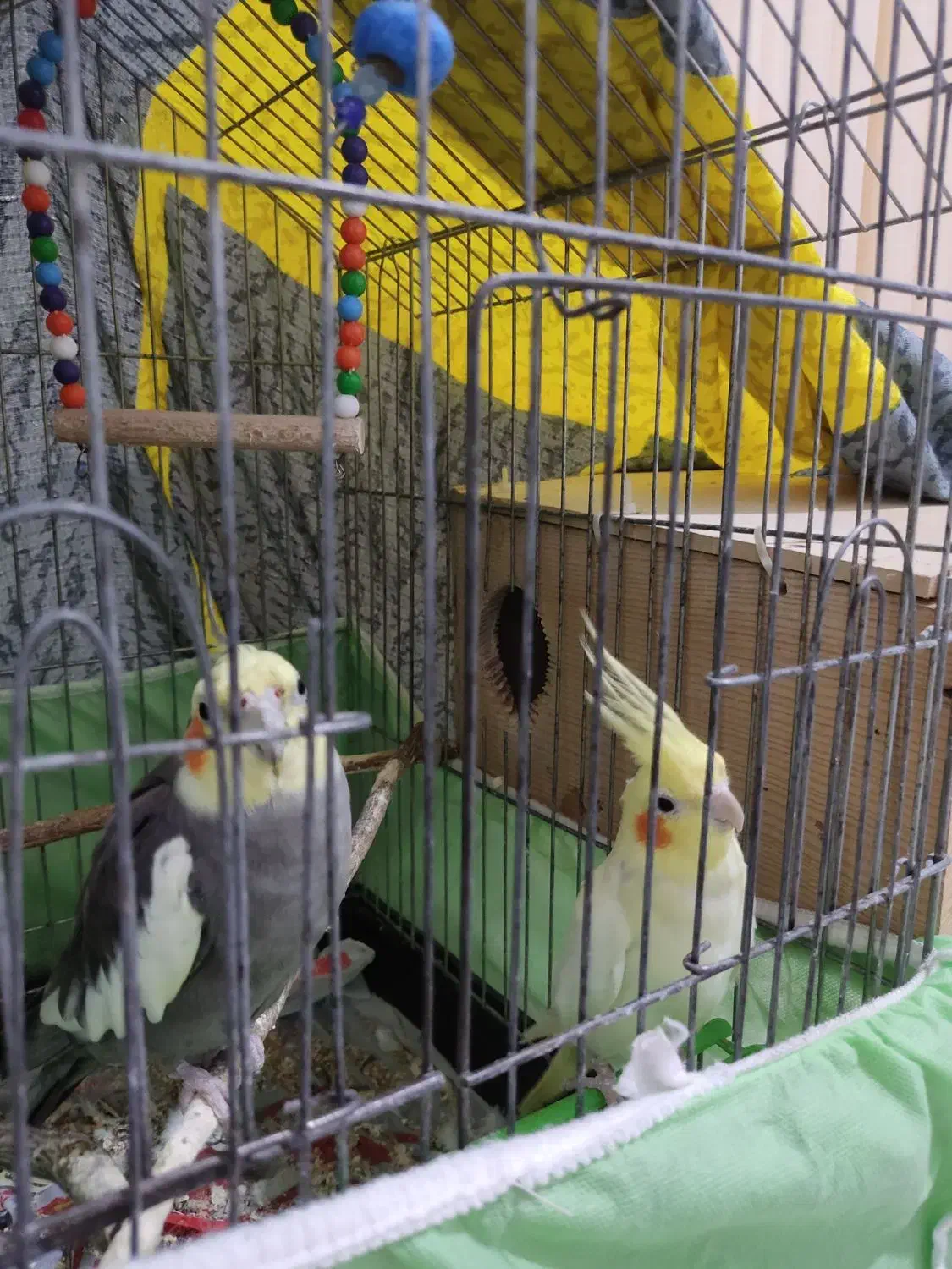 یک جفت عروس هلندی نر و ماده بالغ|پرنده|قائمشهر, |دیوار